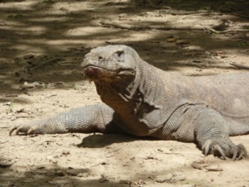 Crocodile Attack Singapore Picture on Auckland To Singapore Cruise